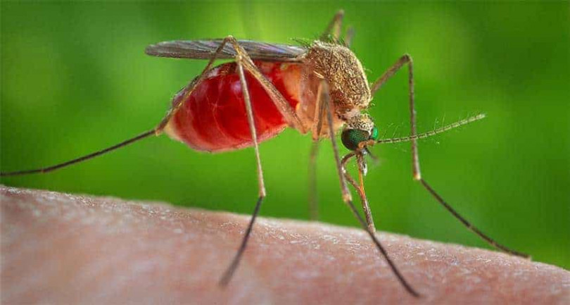 West Nile Virus: come difendersi